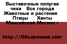 Выставочные попугаи чехи - Все города Животные и растения » Птицы   . Ханты-Мансийский,Мегион г.